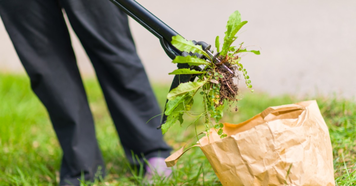Boost Lawn Health with Our Eco-Friendly Fertilizing Program in Rosemount, MN